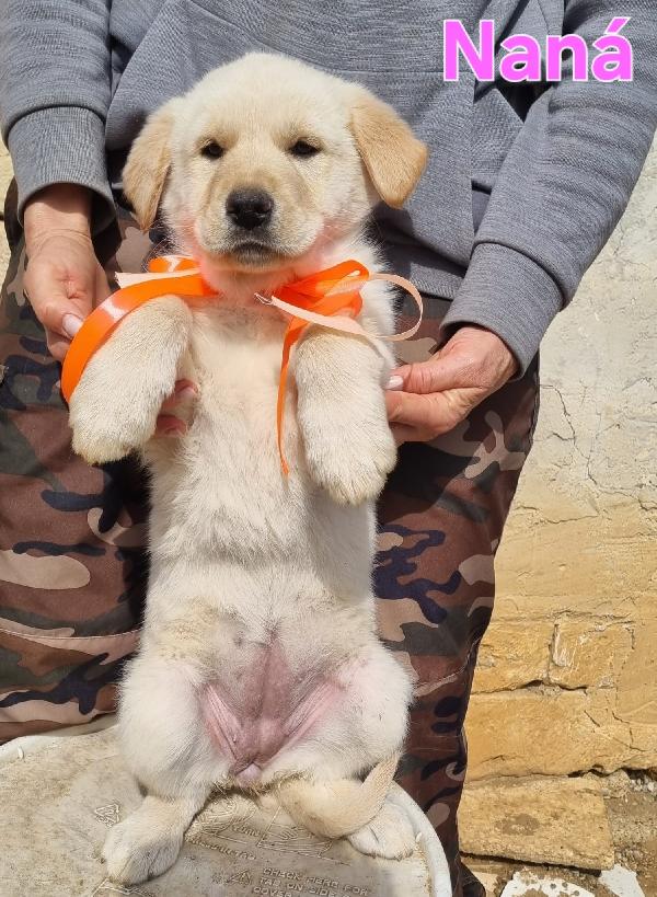 NANA' CUCCIOLA FEMMINA Foto 5